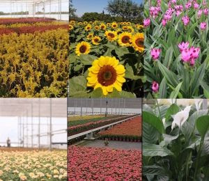 Produtores de flores de Holambra abrem suas fazendas para visitação somente neste primeiro final de semana de abril