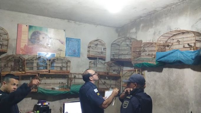 Guarda Municipal de Campinas encontra 198 pássaros silvestres em uma casa no Jd. Itaguaçu