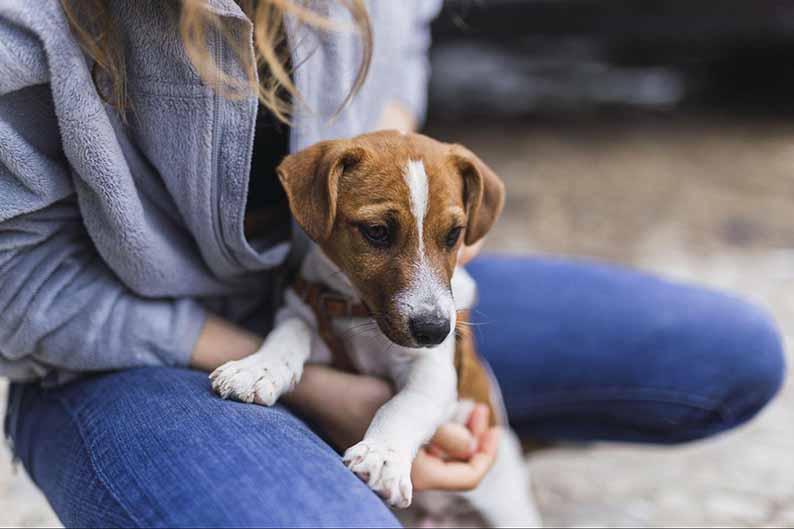 Cambuí recebe evento de adoção de pets e doação de ração em prol da Focinho Abandonado