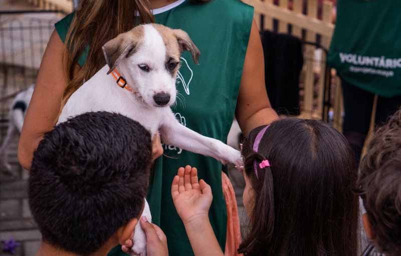 Parque Dom Pedro realiza evento gratuito em Campinas de adoção e microchipagem de animais