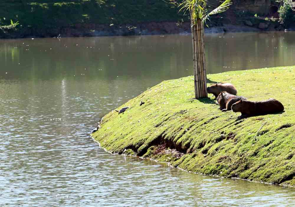 Prefeitura de Campinas finaliza licitação para manejo e esterilização de capivaras