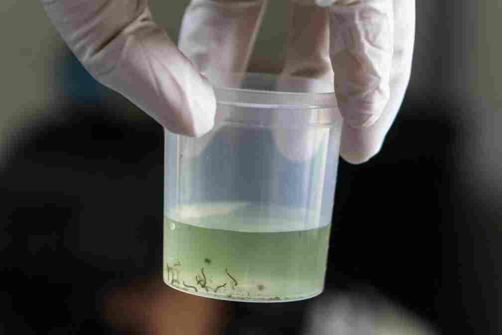 Campinas chega a 4,5 mil casos de dengue após atualizar dados de fevereiro represados