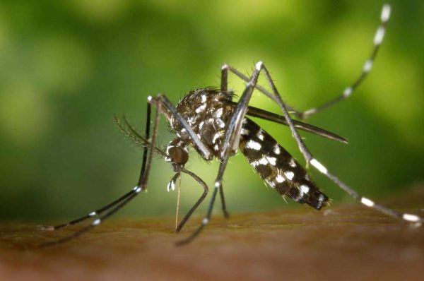 Altas temperaturas levam a aumento na incidência de picadas de mosquitos