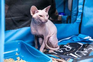 Galleria recebe nos dias 31 de maio e 1º de junho exibição de Gatos de Raças Exóticas 1 Gato exotico ficara em exposicao Divulgacao
