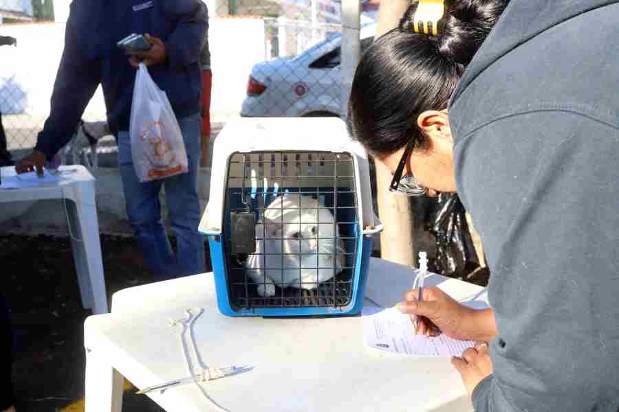 Agendamento para castração gratuita de cães e gatos começa hoje em Campinas
