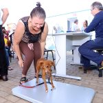 Consultório Veterinário Móvel oferece vacinas e microchipagem gratuitas em Campinas