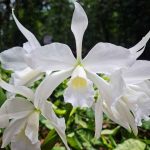 Campinas recebe a 26ª Exposição Nacional de Orquídeas de 21 a 23 de novembro