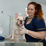 Consultórios Veterinários Móveis atendem em Campinas até 23 de dezembro