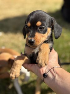 Shopping de Paulínia recebe feira de adoção de pets neste sábado (13) 1 WhatsApp Image 2025 12 10 at 15.45.26